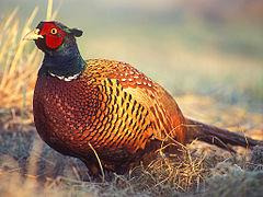 The common pheasant, the most important bird for many English gamekeepers.